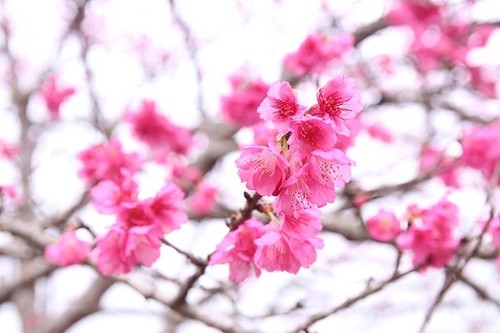 Kirschblüten-Fest in Dien Bien findet in Januar 2024 statt - ảnh 1