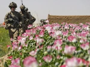 Afghanistan to destroy 15,000 hectares of poppies - ảnh 1