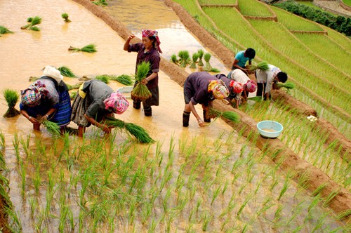Mu Cang Chai y legendarias parcelas de arroz en terrazas - ảnh 3