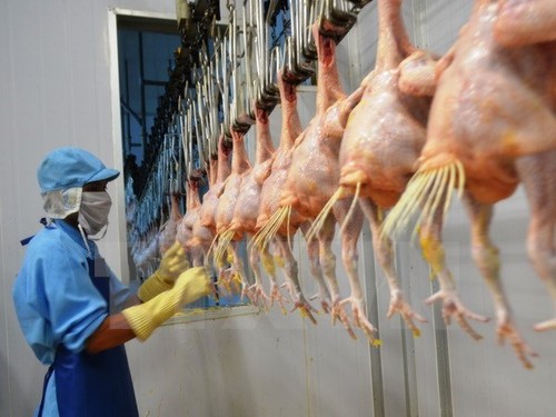Exportarán pollo vietnamita a Japón - ảnh 1