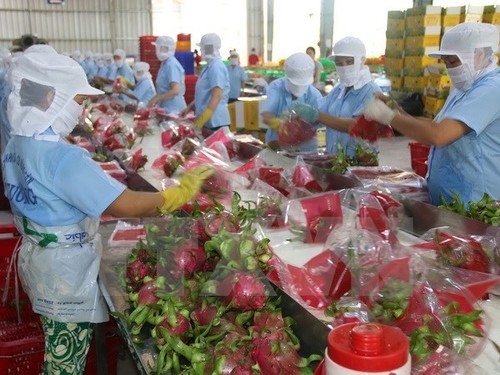 Vietnam envía primer lote de pitahaya a Australia - ảnh 1