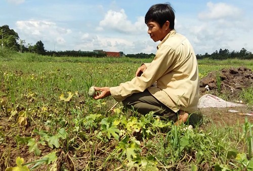 Seguro agrícola – tabla de salvación los cultivadores vietnamitas - ảnh 1