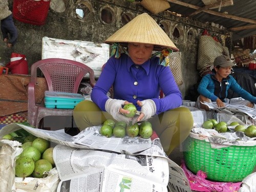Vietnam exportará primer lote de caimito a Estados Unidos - ảnh 1