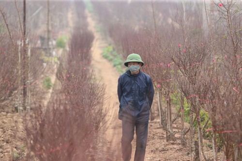 Ambiente dinámico en los viveros de melocotoneros y kumquats en Hanói en vísperas del Tet   - ảnh 1