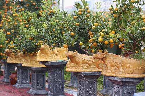 Ambiente dinámico en los viveros de melocotoneros y kumquats en Hanói en vísperas del Tet   - ảnh 3
