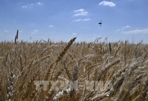 Rusia y Ucrania firman un acuerdo para reanudar las exportaciones de granos - ảnh 1