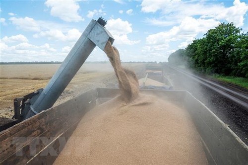 ONU sigue llamando a liberar los depósitos de granos en Ucrania - ảnh 1