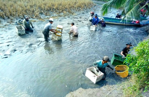 Cultivo combinado de arroz-camarón: un modelo económico sostenible para los campesinos en Ca Mau - ảnh 2
