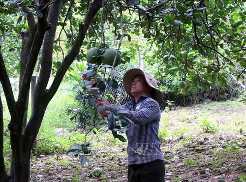 Ninh Thuan recibe código para exportación de pomelo a Estados Unidos - ảnh 1