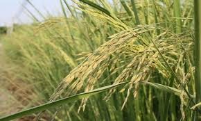 Vietnam apunta a elevar el valor exportador del arroz - ảnh 1