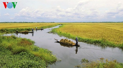 Temporada de cosecha de arroz en Hue - ảnh 3