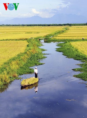 Temporada de cosecha de arroz en Hue - ảnh 7