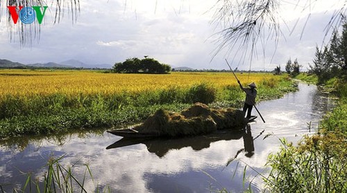 Temporada de cosecha de arroz en Hue - ảnh 6