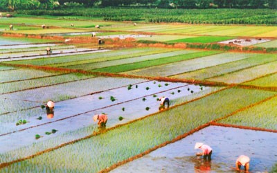 Ha Nam reorganiza producción agrícola - ảnh 1