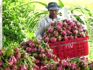 Vietnam y Japón revitalizan vínculos en agricultura - ảnh 1