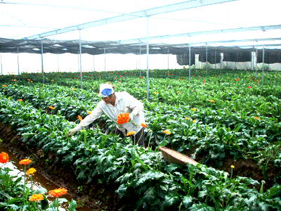 Ejemplifica éxito de nuevo campo Cooperativa de floricultura de Thuy Huong - ảnh 1