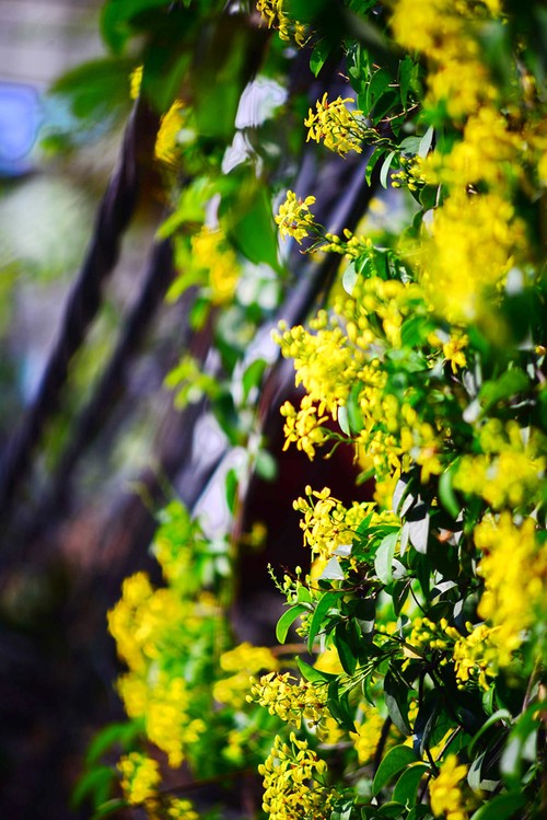 Colorful flowers in Hanoi summer - ảnh 11