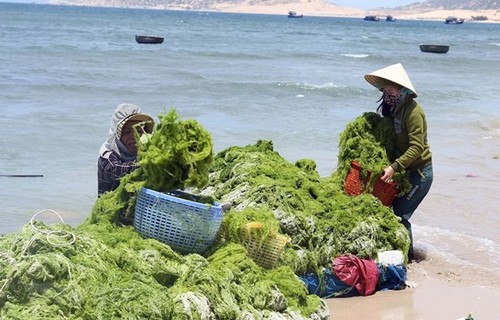 베트남과 한국: 녹색 경제 향함 - ảnh 1