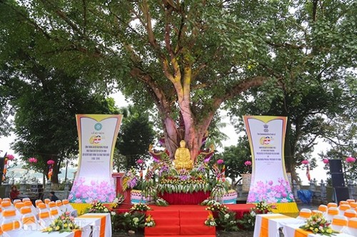 베트남 – 인도 우정의 상징, 쩐 꾸억 사원의 보리수 나무 - ảnh 1