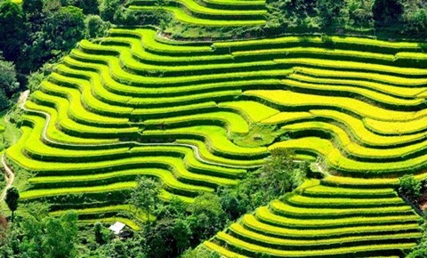 Les rizières en terrasse de Mu Cang Chai à l’honneur  - ảnh 1