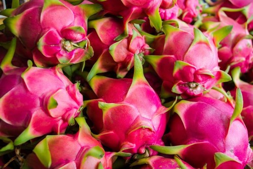 Des pitayas vietnamiens vendus en Australie - ảnh 1