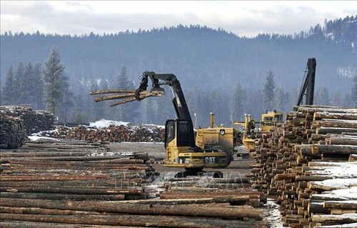 ВТО поддержала Канаду в споре с США о вопросе импорта хвойной древесины - ảnh 1