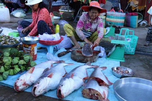 Минсельхоз Камбоджи отменил запрет на импорт рыбы из Вьетнама - ảnh 1