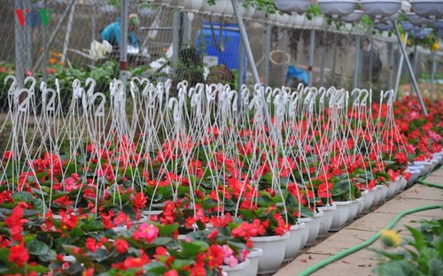 하노이의 봄꽃 정원의 매혹 - ảnh 2