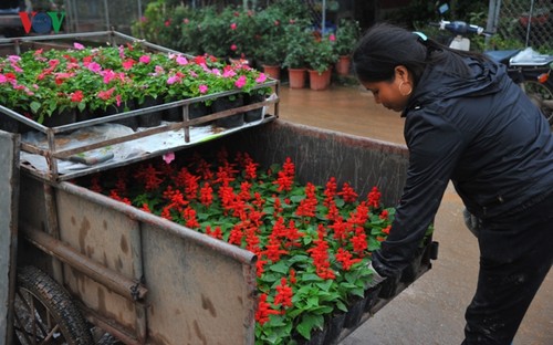 하노이의 봄꽃 정원의 매혹 - ảnh 1