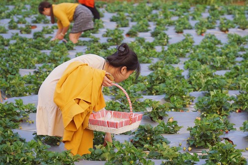 베트남의 최대 딸기 농장 탐방 - ảnh 2