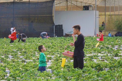 베트남의 최대 딸기 농장 탐방 - ảnh 3
