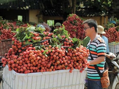 Menciptakan tempat berdiri  bagi buah-buahan Vietnam di pasar dunia - ảnh 1