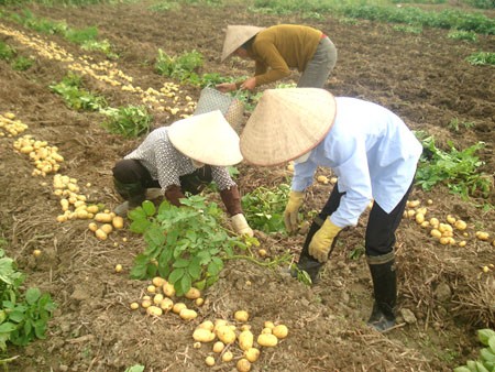 В общине Тхюйнинь создаются модели развития сельской экономики - ảnh 4