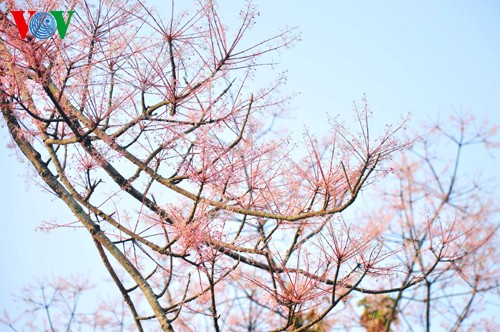 Нгодонг – придворный цветок в городе Хюэ - ảnh 4