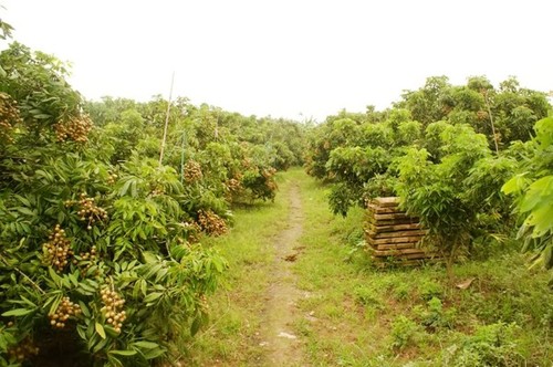 Повышение эффективности выращивания лонгана при строительстве новой деревни в провинции Хынгйен - ảnh 2