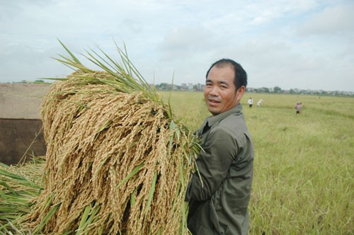 Активизация планировки больших полей и механизации сельского хозяйства в провинции Бакнинь - ảnh 1