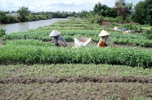 Кхмеры развивают местную экономику благодаря реструктуризации растениеводства - ảnh 2