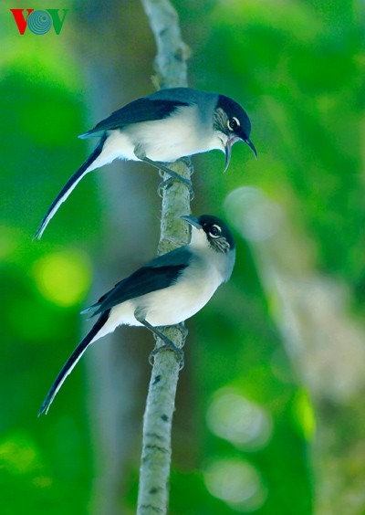 Красивые и редкие птицы во Вьетнаме - ảnh 7