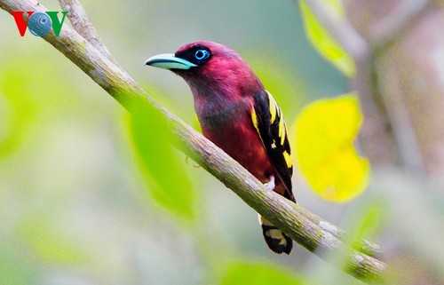 Красивые и редкие птицы во Вьетнаме - ảnh 10