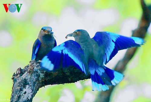 Красивые и редкие птицы во Вьетнаме - ảnh 11