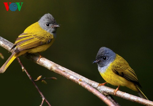 Красивые и редкие птицы во Вьетнаме - ảnh 12
