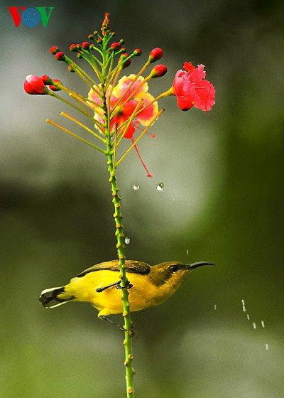 Красивые и редкие птицы во Вьетнаме - ảnh 17