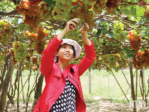 Крестьяне провинции Ниньтхуан выращивают виноград для устойчивого развития - ảnh 2