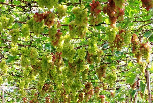 Крестьяне провинции Ниньтхуан выращивают виноград для устойчивого развития - ảnh 3