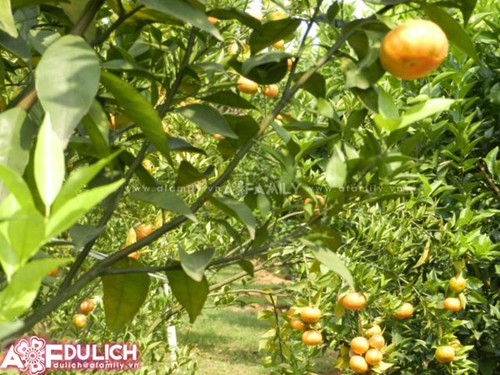 В горной общине Зунгфонг построили новую деревню благодаря выращиванию апельсиновых деревьев - ảnh 2