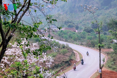 На северо-западе Вьетнама цветут баухинии - ảnh 1