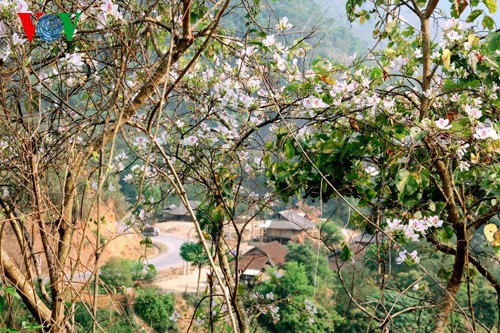 На северо-западе Вьетнама цветут баухинии - ảnh 2