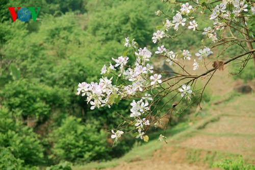 На северо-западе Вьетнама цветут баухинии - ảnh 3