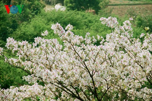 На северо-западе Вьетнама цветут баухинии - ảnh 4