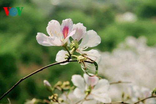 На северо-западе Вьетнама цветут баухинии - ảnh 5
